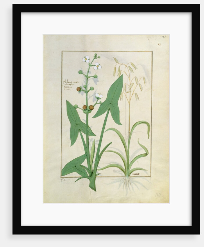 Ms Fr. Fv VI #1 fol.153r Illustration from the 'Book of Simple Medicines' by Mattheaus Platearius c.1470 by Robinet Testard