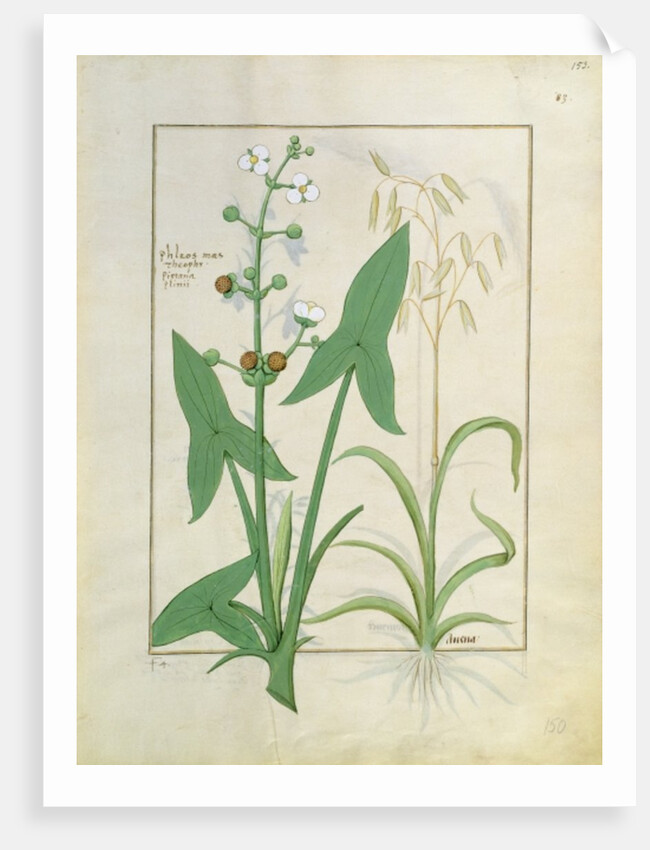 Ms Fr. Fv VI #1 fol.153r Illustration from the 'Book of Simple Medicines' by Mattheaus Platearius c.1470 by Robinet Testard