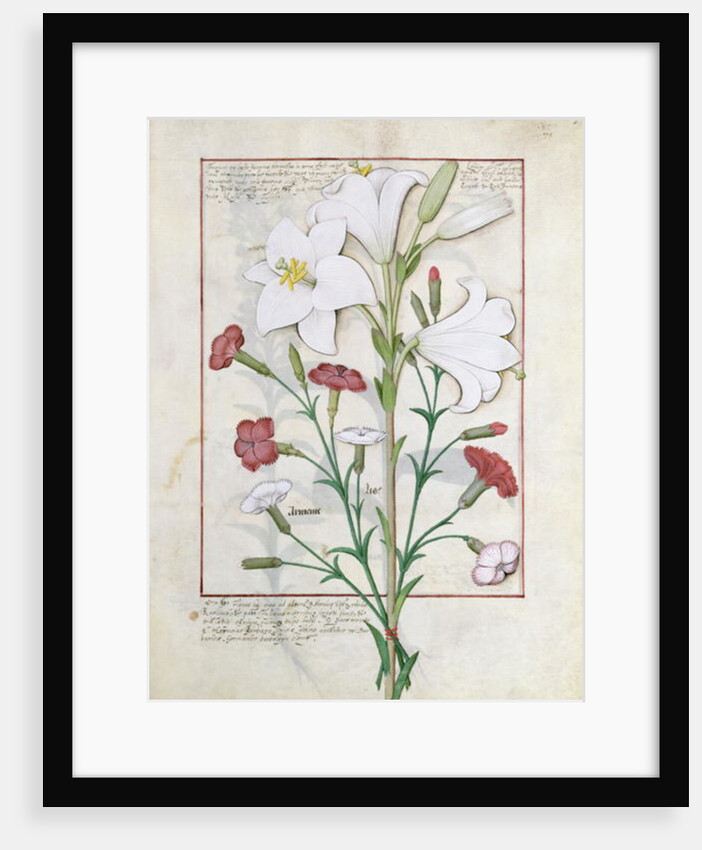 Ms Fr. Fv VI #1 fol.149r Illustration from the 'Book of Simple Medicines' by Mattheaus Platearius c.1470 by Robinet Testard