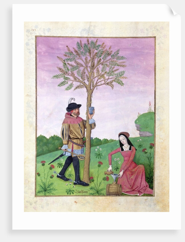 Ms Fr. Fv VI #1 fol.131r Lavender, Hellebore, and a relative of the Cucumber family by Robinet Testard