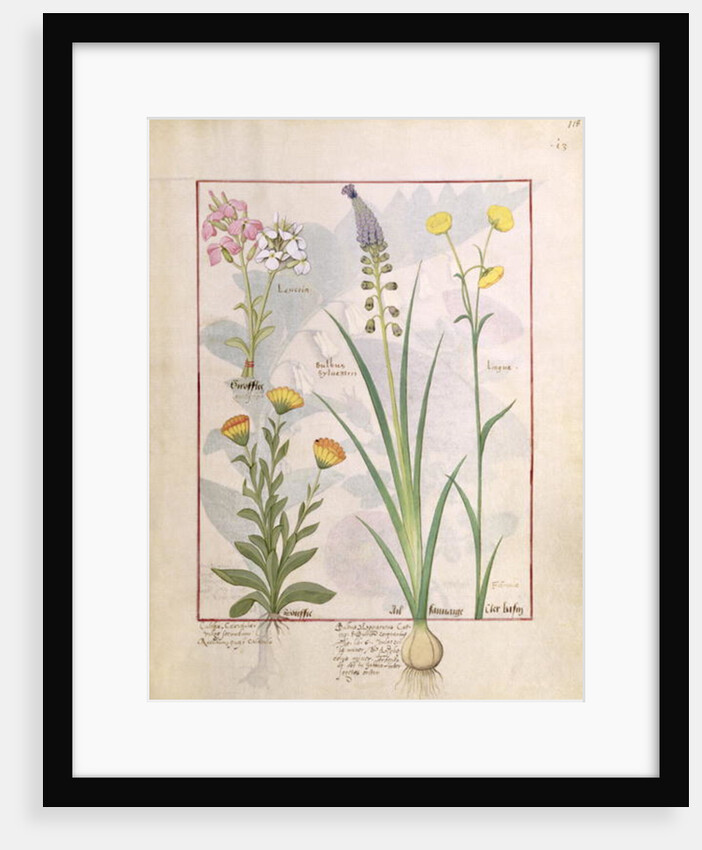 Ms Fr. Fv VI #1 fol.118r Illustration from the 'Book of Simple Medicines' by Mattheaus Platearius c.1470 by Robinet Testard