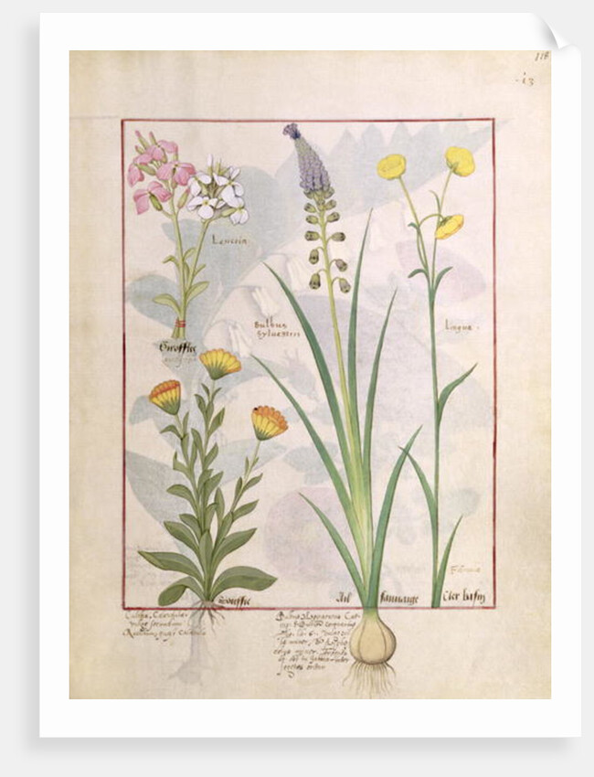 Ms Fr. Fv VI #1 fol.118r Illustration from the 'Book of Simple Medicines' by Mattheaus Platearius c.1470 by Robinet Testard