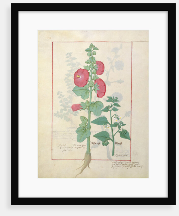 Illustration from the 'Book of Simple Medicines by Robinet Testard