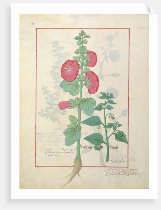 Illustration from the 'Book of Simple Medicines by Robinet Testard