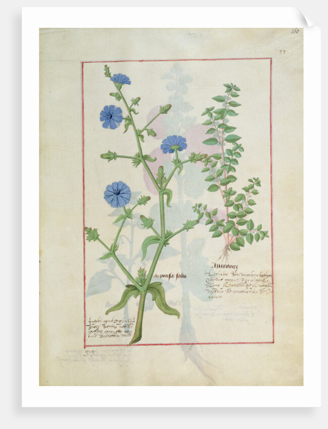 Ms Fr. Fv VI #1 fol.160r Illustration from the 'Book of Simple Medicines' by Mattheaus Platearius c.1470 by Robinet Testard