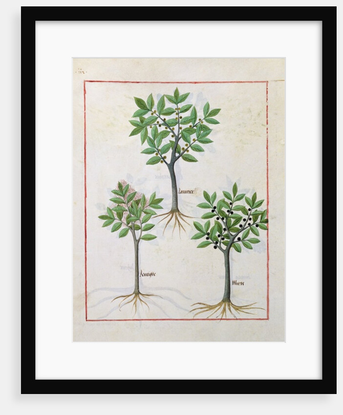 Ms Fr. Fv VI #1 fol.166v Illustration from the 'Book of Simple Medicines' by Mattheaus Platearius c.1470 by Robinet Testard