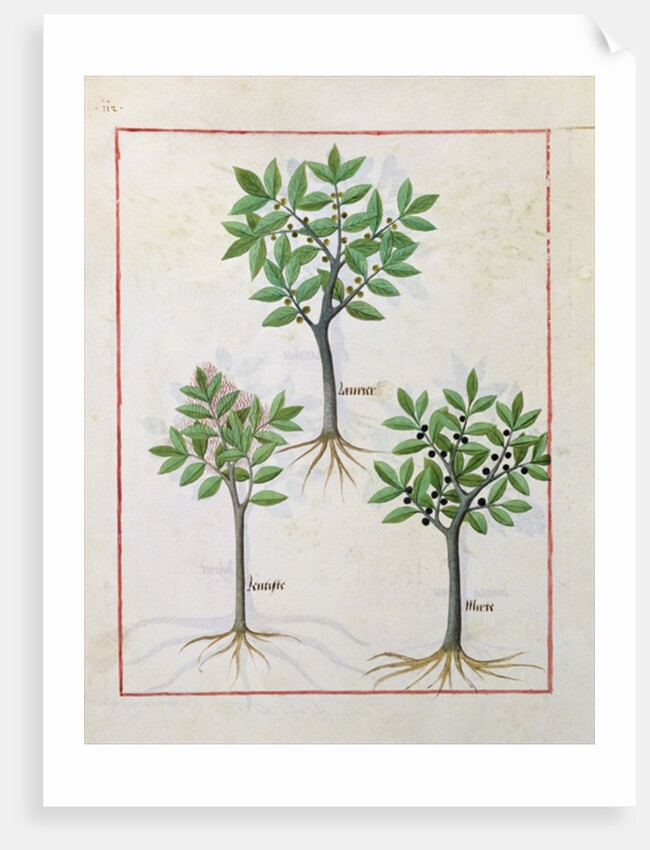 Ms Fr. Fv VI #1 fol.166v Illustration from the 'Book of Simple Medicines' by Mattheaus Platearius c.1470 by Robinet Testard