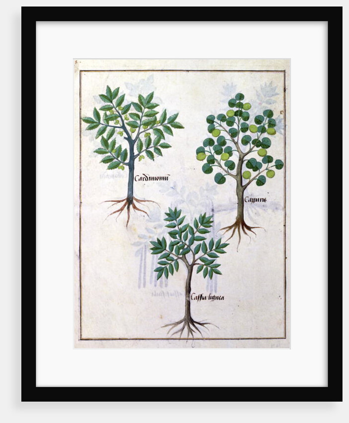 Illustration from the 'Book of Simple Medicines by Robinet Testard