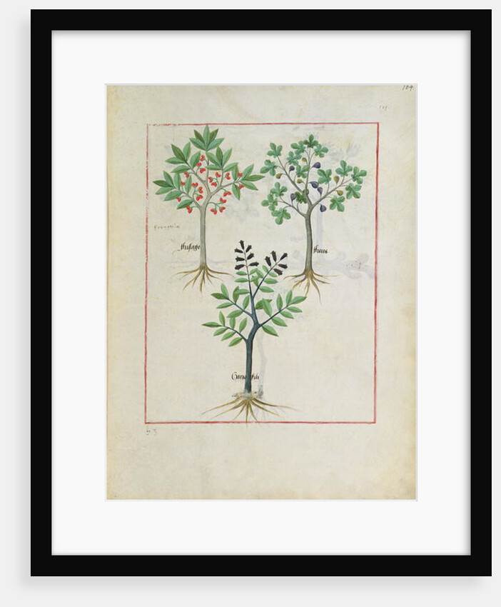 Ms Fr. Fv VI #1 fol.164r Illustration from the 'Book of Simple Medicines' by Mattheaus Platearius c.1470 by Robinet Testard