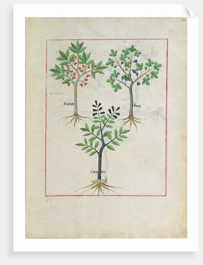Ms Fr. Fv VI #1 fol.164r Illustration from the 'Book of Simple Medicines' by Mattheaus Platearius c.1470 by Robinet Testard