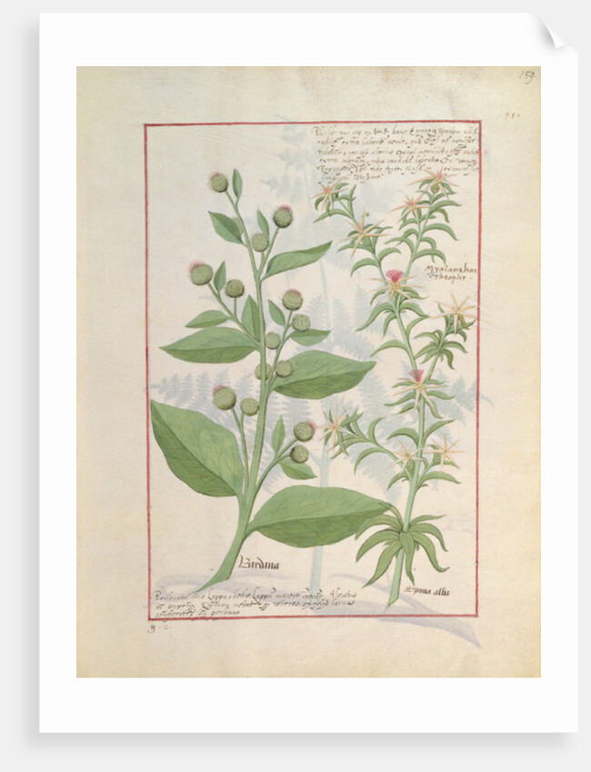 Ms Fr. Fv VI #1 fol.159r Illustration from the 'Book of Simple Medicines' by Mattheaus Platearius c.1470 by Robinet Testard