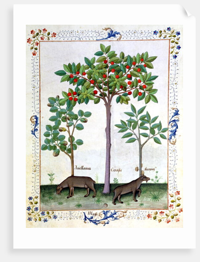 Ms Fr. Fv VI 1 fol.162r Hazelnut Bush and Cherry tree by Robinet Testard