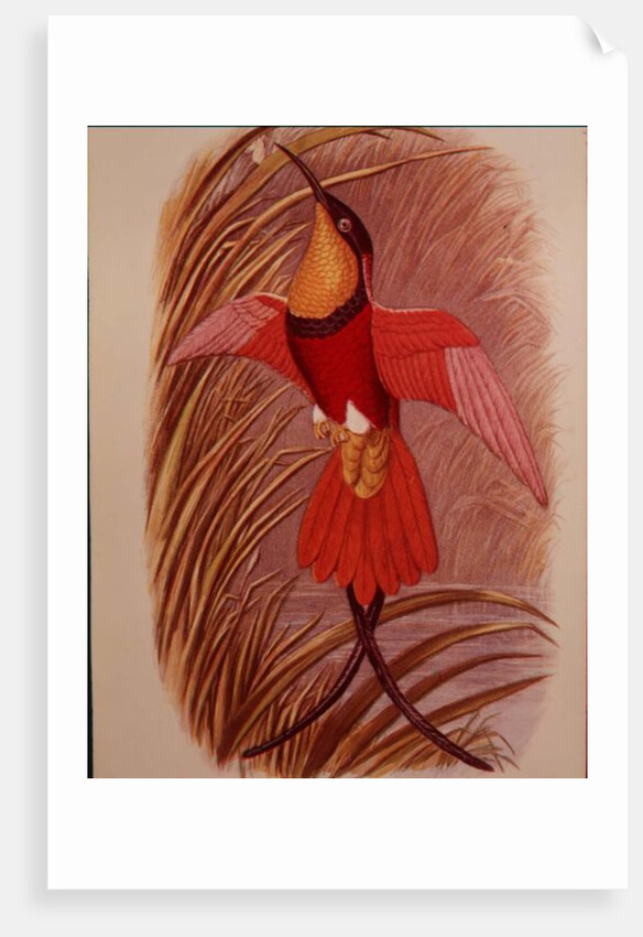 Humming Bird: Crimson Topaz by John Gould
