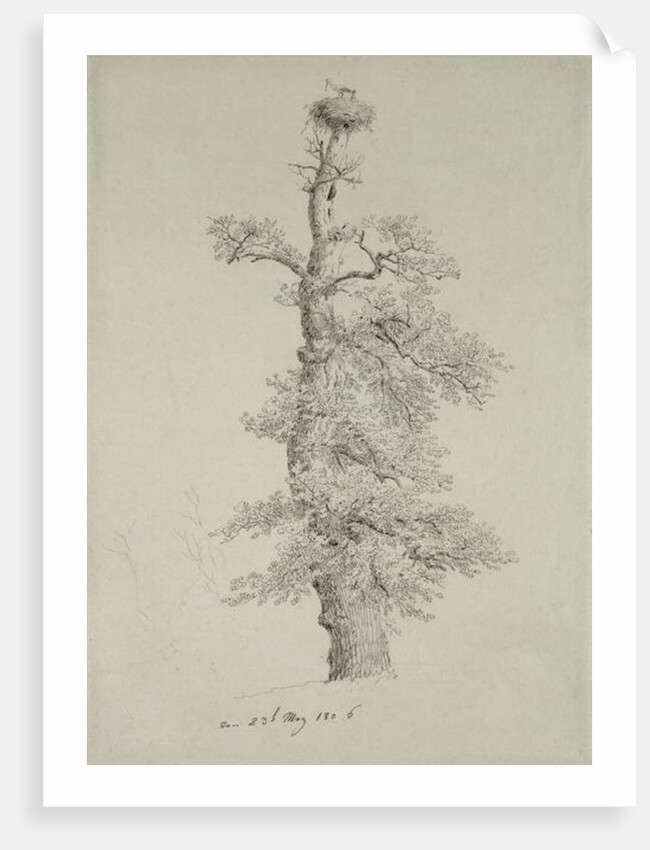 Ancient Oak Tree with a Stork's Nest, 23rd May 1806 by Caspar David Friedrich
