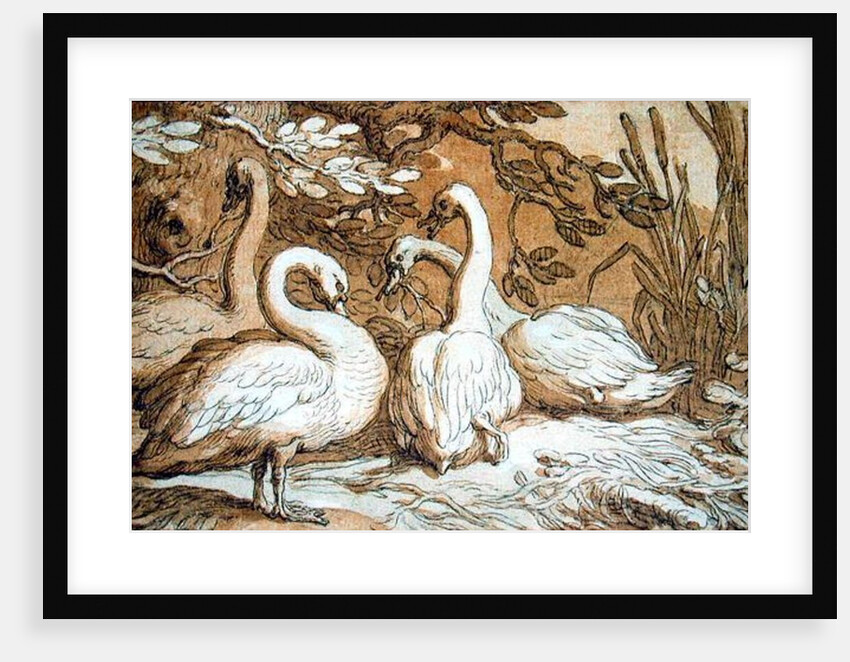 A Group of Swans by Abraham Bloemaert