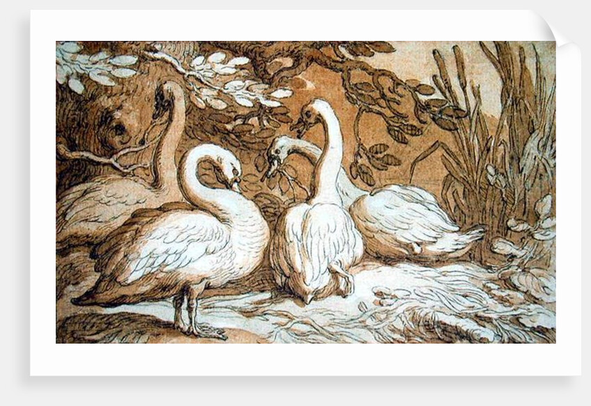 A Group of Swans by Abraham Bloemaert