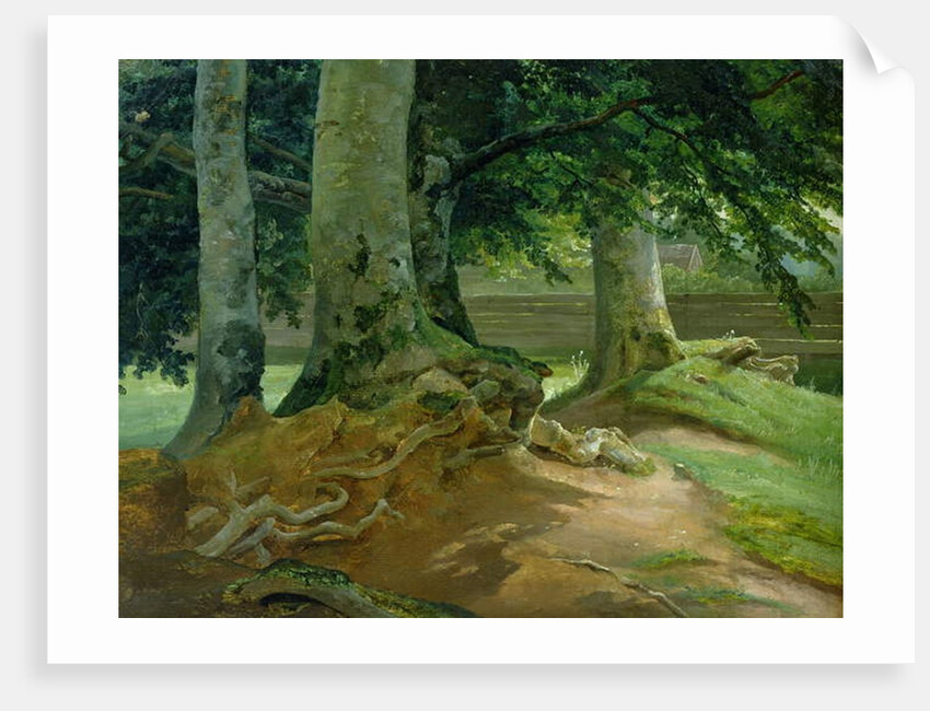 Beech Trees in Frederiksdal near Copenhagen, 1828 by Christian Ernst Bernhard Morgenstern