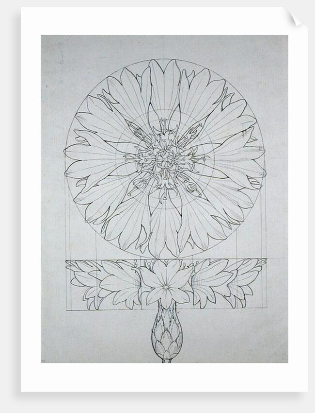 Study for a Cornflower, 1808 by Philipp Otto Runge