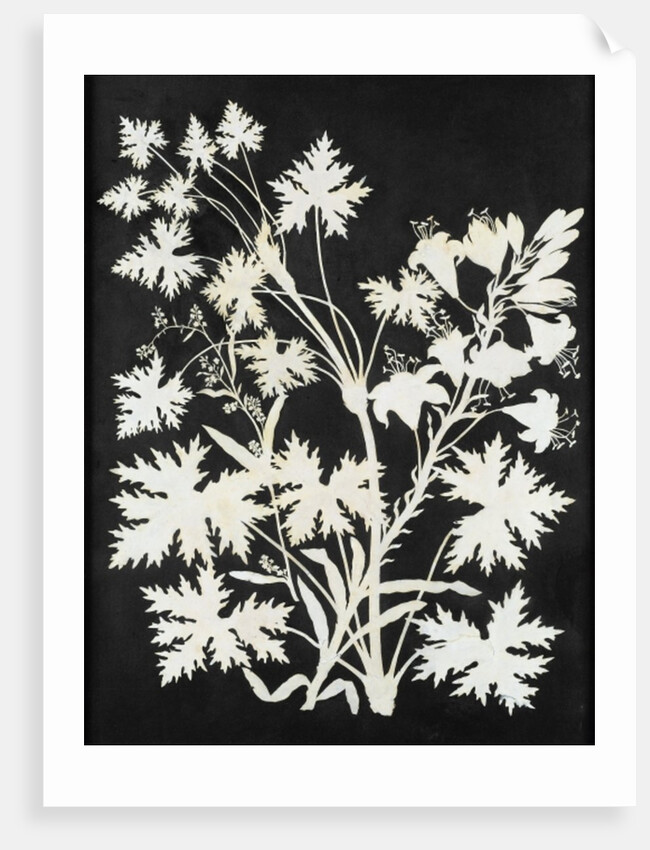 Flowers in Silhouette by Philipp Otto Runge