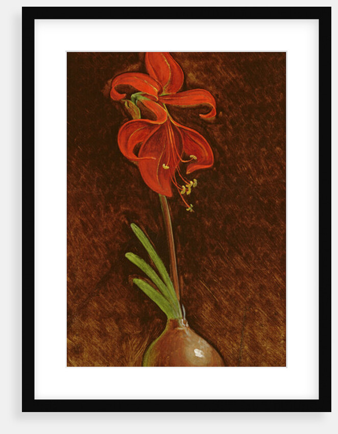 Amaryllis Formosissima, 1808 by Philipp Otto Runge