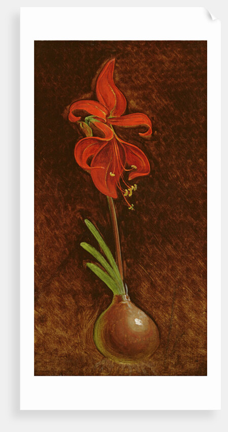 Amaryllis Formosissima, 1808 by Philipp Otto Runge