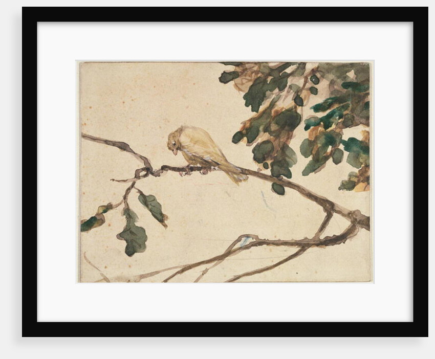 Canary on an Oak Tree Branch by Adolph Friedrich Erdmann von Menzel