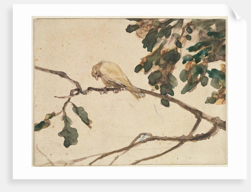 Canary on an Oak Tree Branch by Adolph Friedrich Erdmann von Menzel