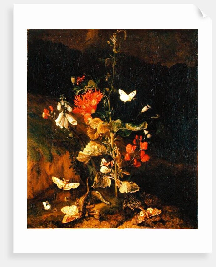 Flower Study by Otto Marseus van Schrieck