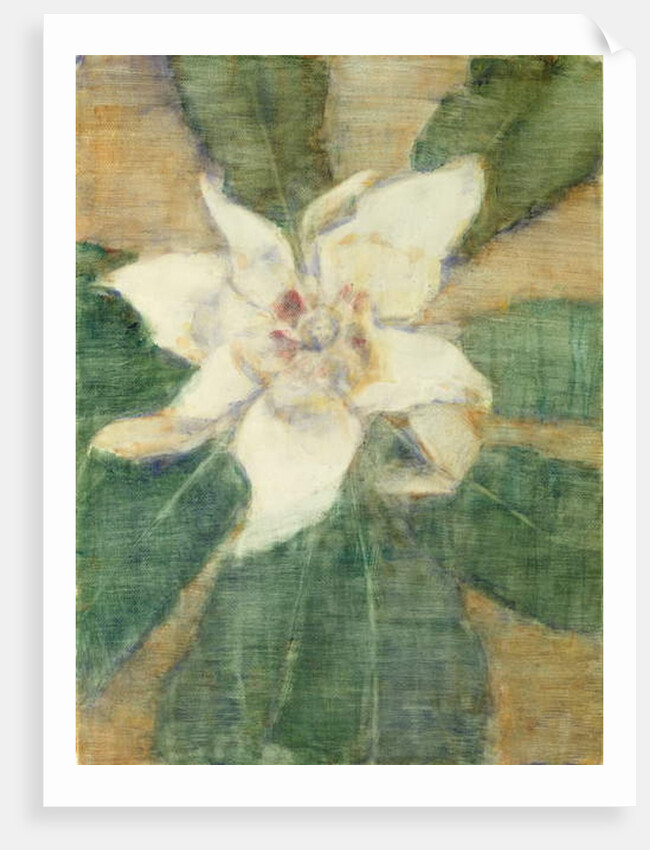 Magnolia Grandiflora by Christian Rohlfs