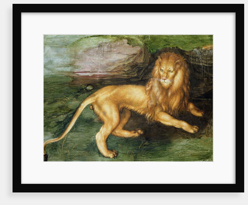 Lion, 1494 by Albrecht Dürer or Duerer