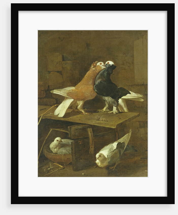 Pigeons by Jacomo Victors