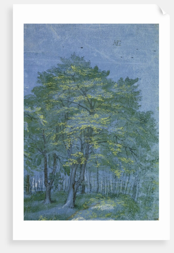 Group of Trees in a Wood, c.1600 by Hendrik Goltzius