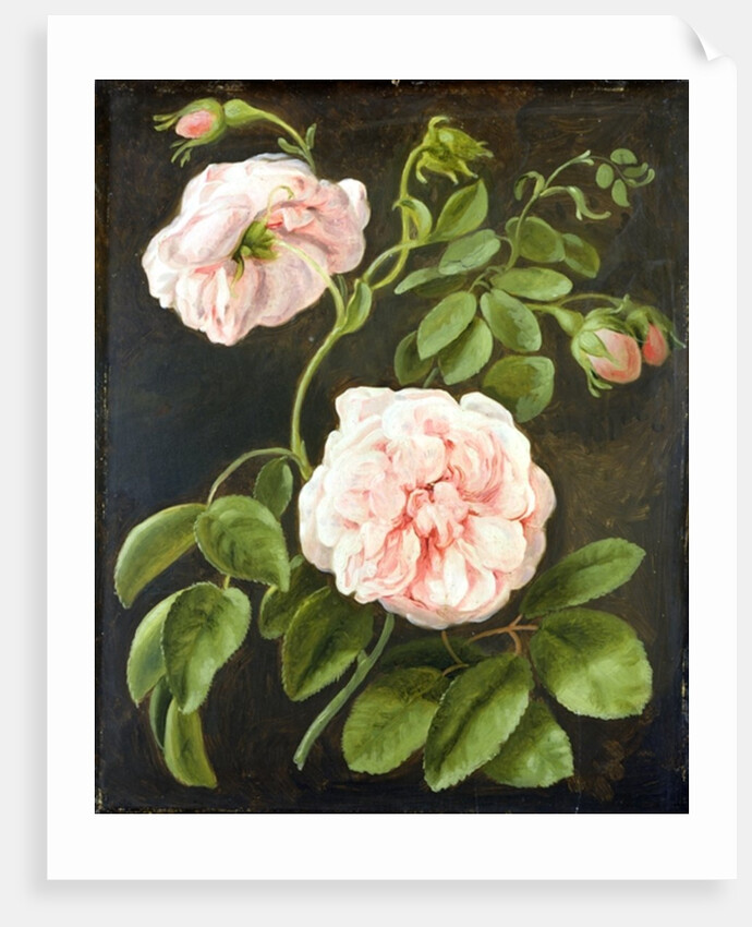 Flower Study by Johann Friedrich August Tischbein