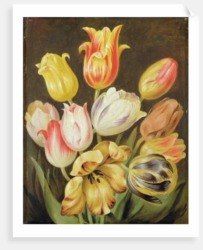 Flower Study by Johann Friedrich August Tischbein