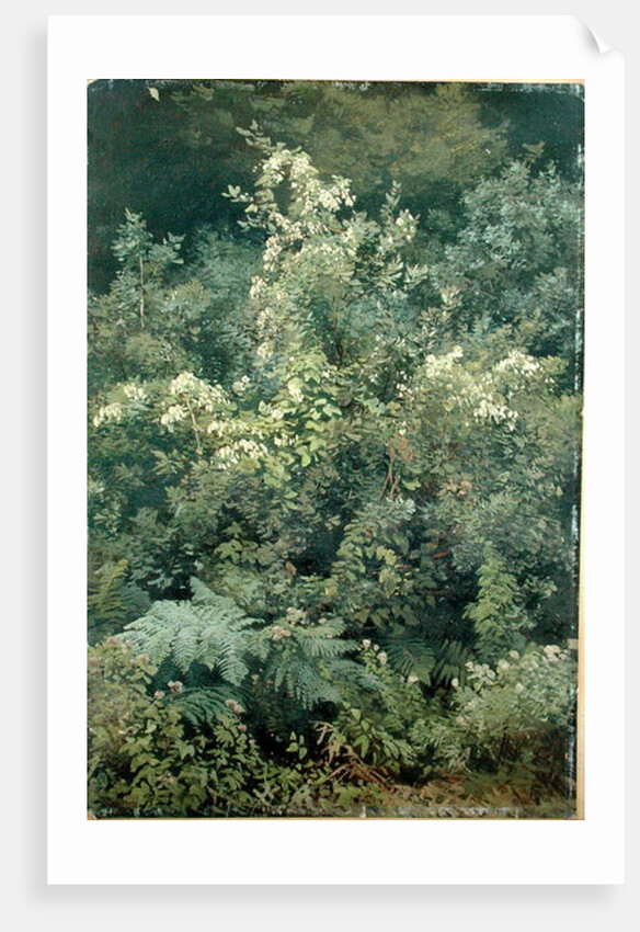 Hops and Ferns in Woodland, 1870 by Valentin Ruths