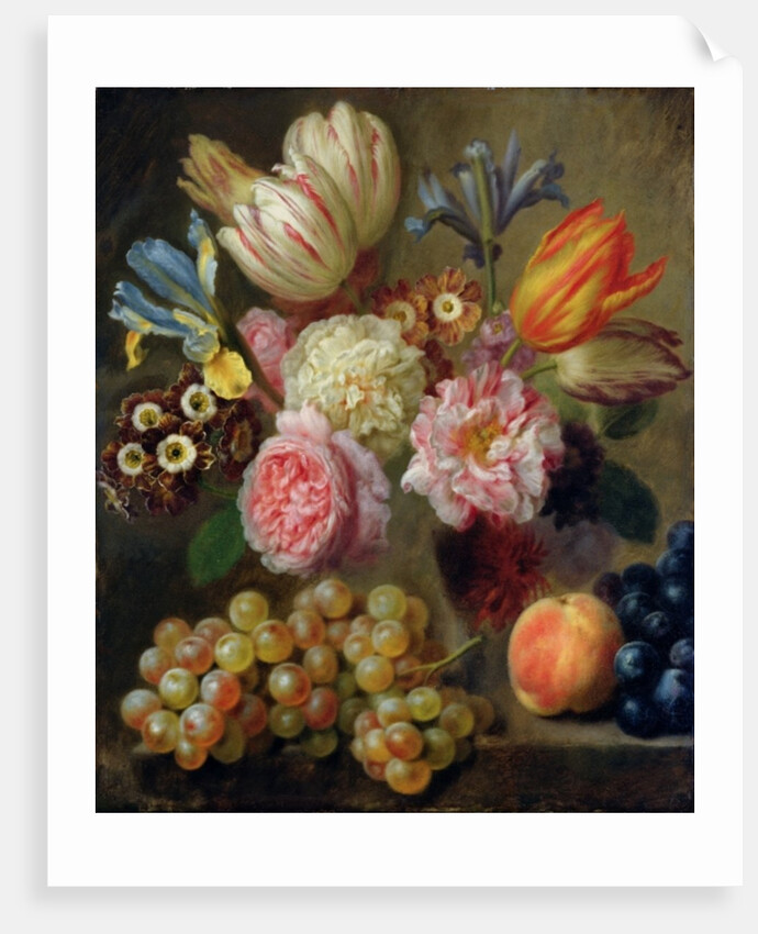 Flower Study by Balthasar Denner