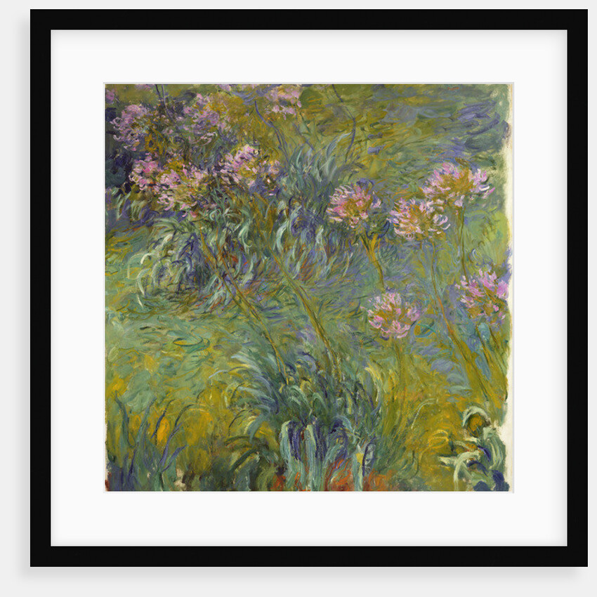 Agapanthus, 1914-26 by Claude Monet
