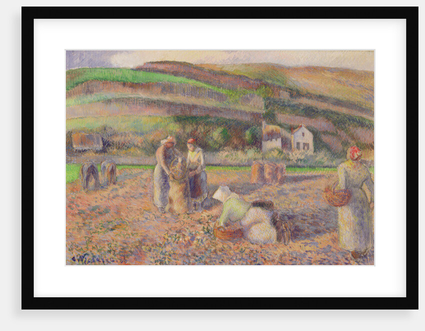 The Potato Harvest, 1886 by Camille Pissarro