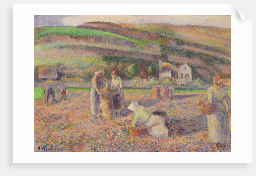The Potato Harvest, 1886 by Camille Pissarro