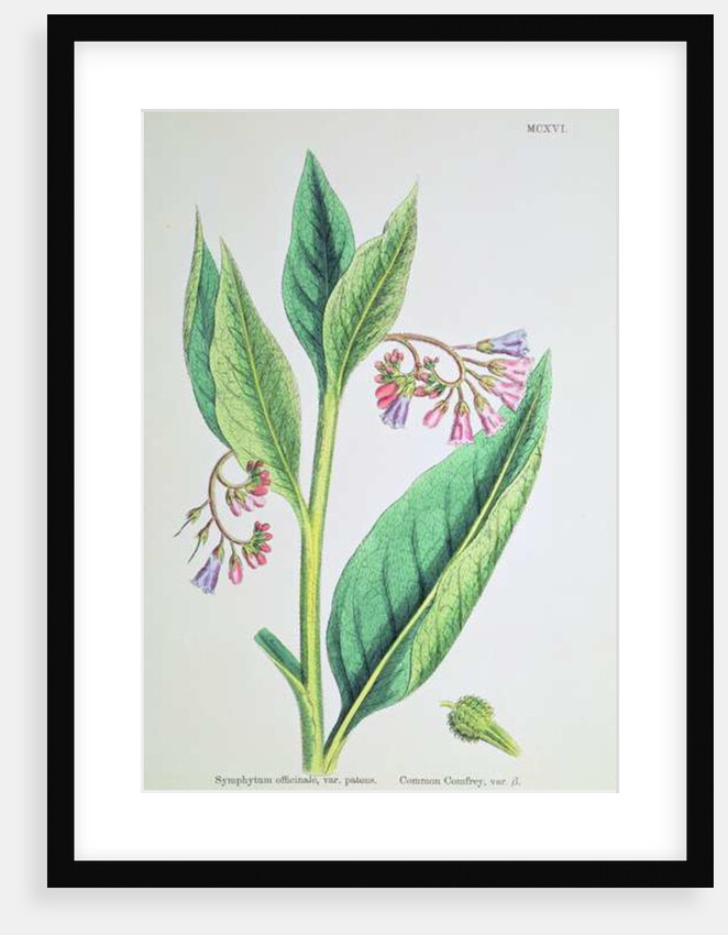 Common Comfrey, plate MCXVI, c.1800 by James Sowerby