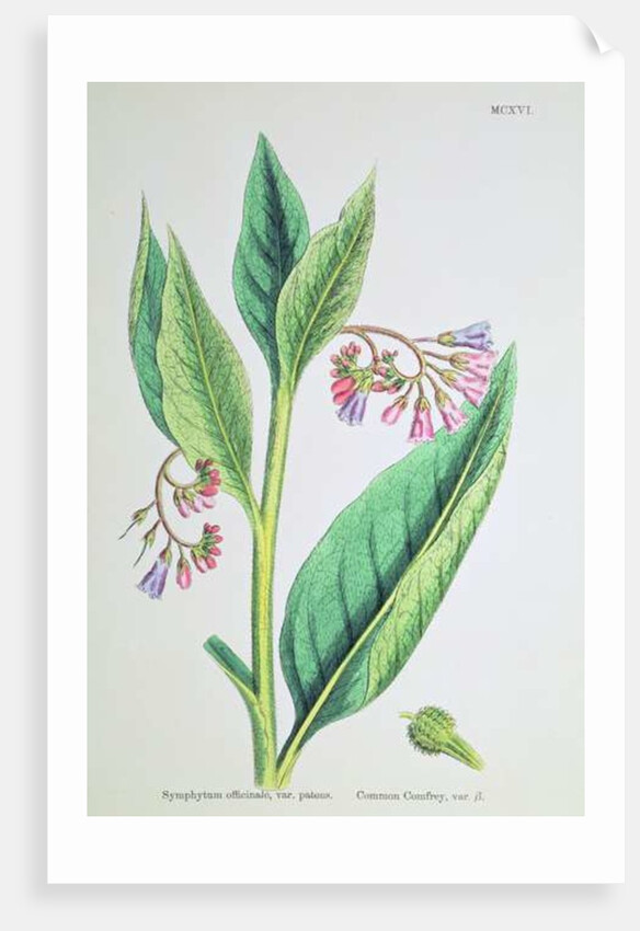 Common Comfrey, plate MCXVI, c.1800 by James Sowerby