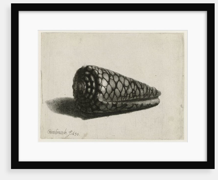 The Shell, 1650 by Rembrandt Harmensz. van Rijn