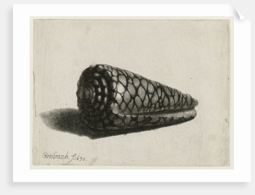 The Shell, 1650 by Rembrandt Harmensz. van Rijn