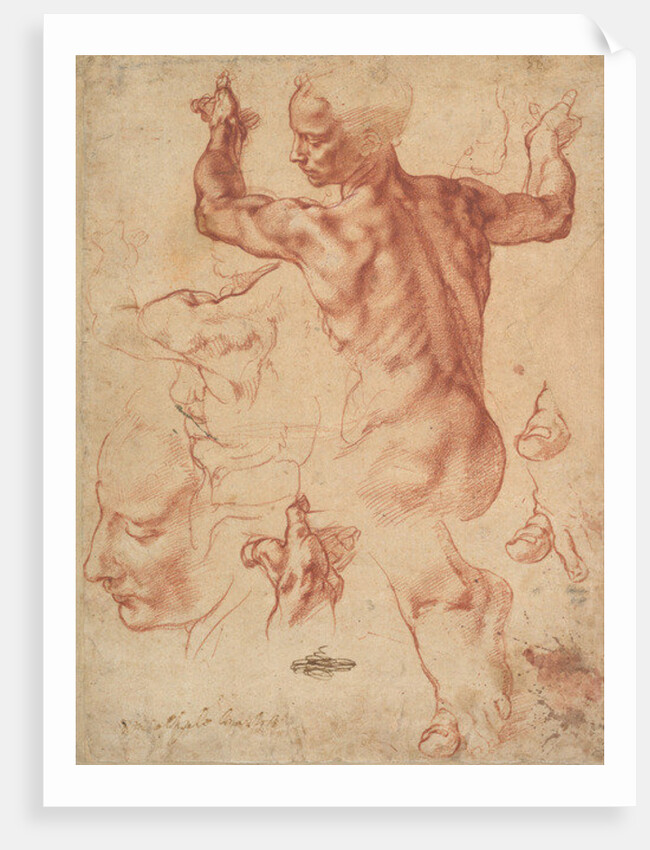 Studies for the Libyan Sibyl, c.1510-11 by Michelangelo Buonarroti