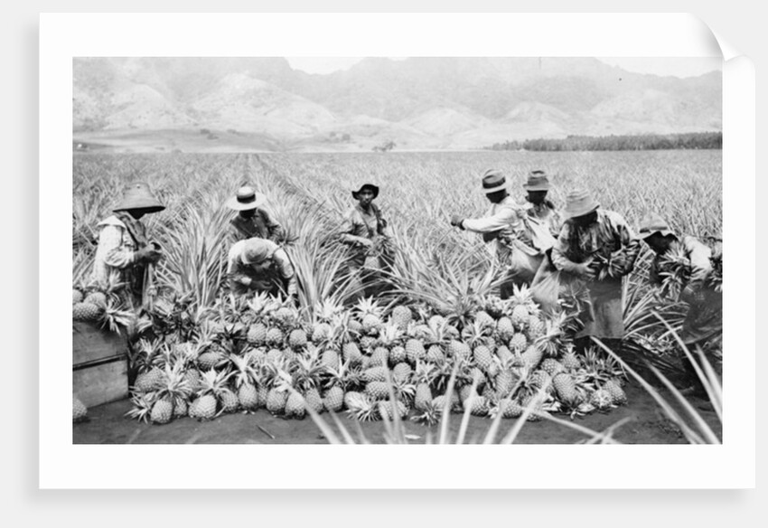 Scene on a pineapple plantation, with harvested pineapples, Hawaii, c.1910-25 by Anonymous
