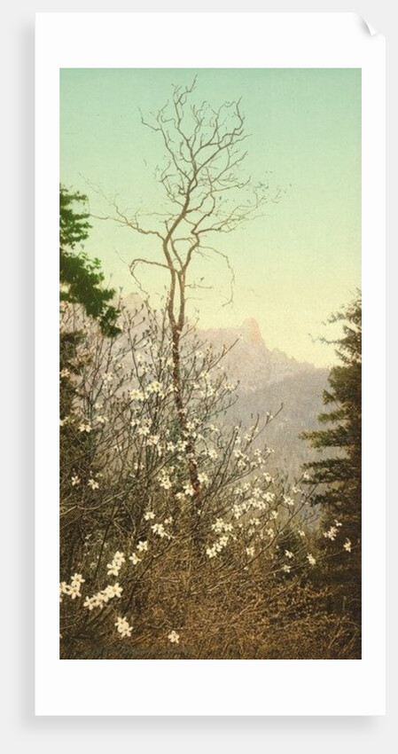 Dogwood blossoms, c.1898-c.1905 by Anonymous