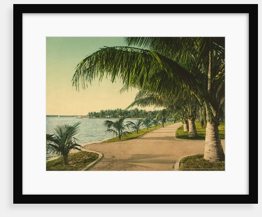 The walk at Palm Beach, c.1898 by Anonymous