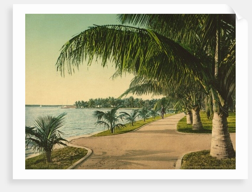 The walk at Palm Beach, c.1898 by Anonymous