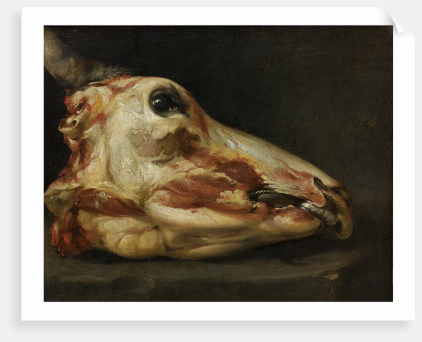 Skinned Head of a Young Bull, c.1690 by Felice Boselli