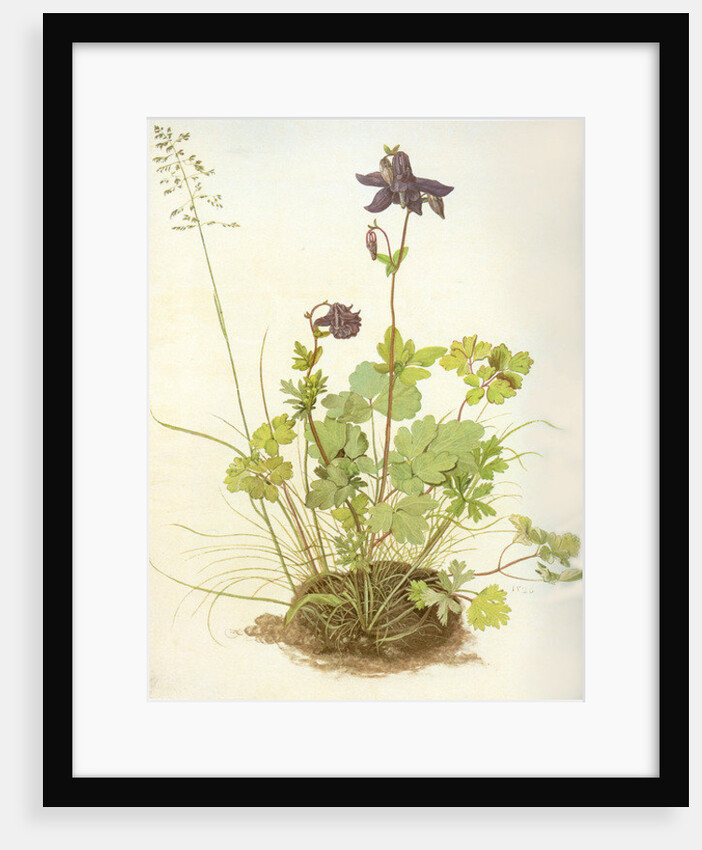 Aquilegia, 1526 by Albrecht Dürer or Duerer